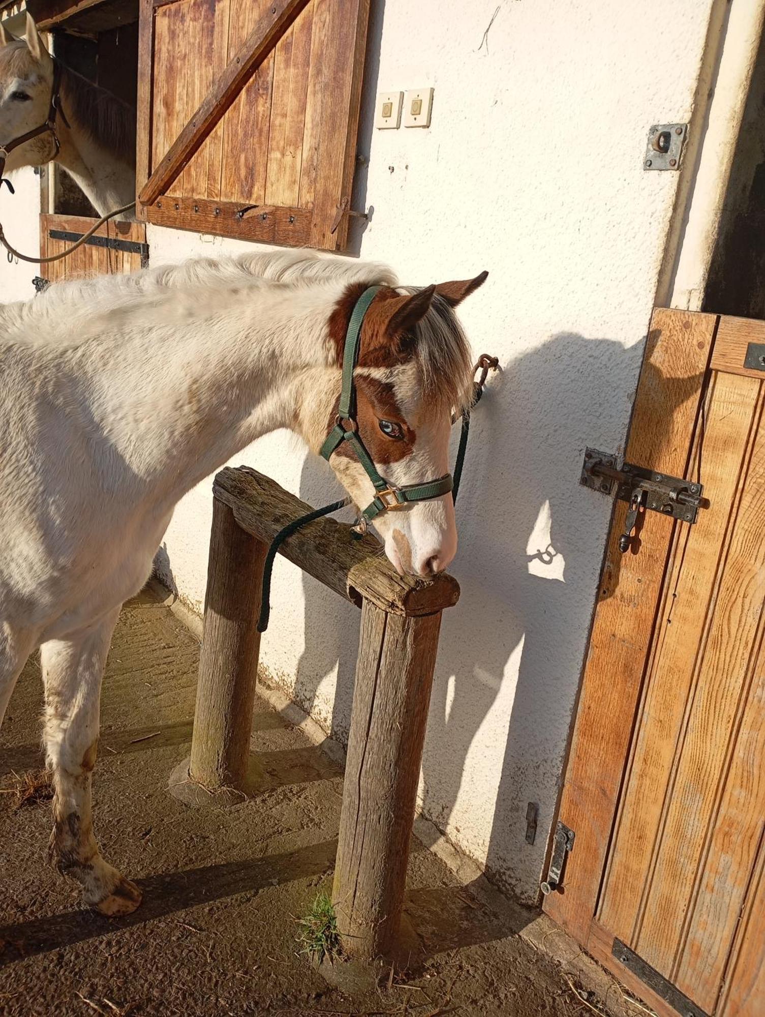 Le Gite Du Galou Sully (Calvados) Exterior foto